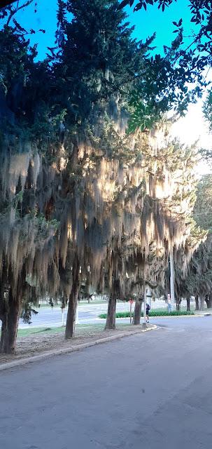 Barba de viejo, en pinos de Entre Rios!!!