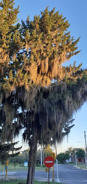 Barba de viejo, en pinos de Entre Rios!!!