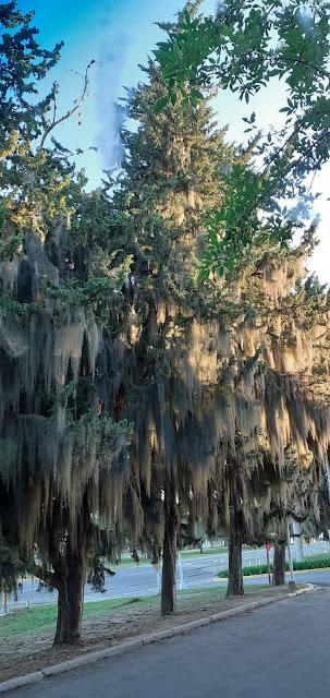 Barba de viejo, en pinos de Entre Rios!!!