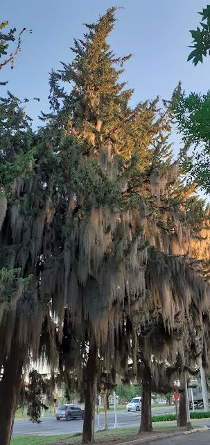 Barba de viejo, en pinos de Entre Rios!!!