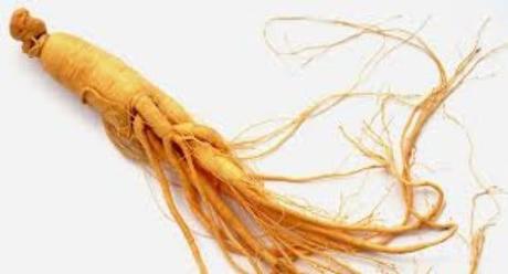 El Ginseng Coreano y sus Propiedades El Ginseng Coreano y sus Propiedades
