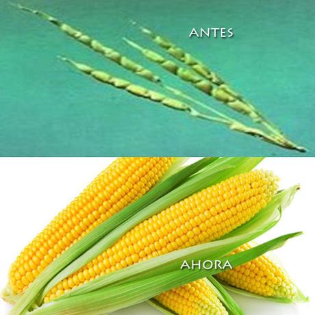 Asi eran las frutas y las verduras antes de ser domesticadas