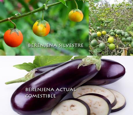 Asi eran las frutas y las verduras antes de ser domesticadas