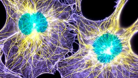 Lanzan el primer microscopio que permite ver células vivas en 3D sin manipularlas Lanzan el primer microscopio que permite ver células vivas en 3D sin manipularlas