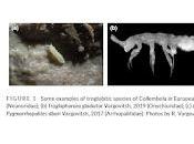 Colémbolos troglobios Europa