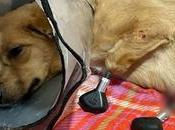 #Tecnologia: #Mascotas: Veterinarios rusos implantan primera historia cuatro prótesis #biónicas #perro callejero
