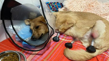 #Tecnologia: #Mascotas: Veterinarios rusos implantan por primera vez en la historia cuatro prótesis #biónicas a un #perro callejero