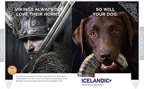 Cuernos oveja islandesa como 