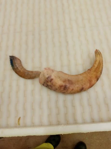 Cuernos oveja islandesa como 