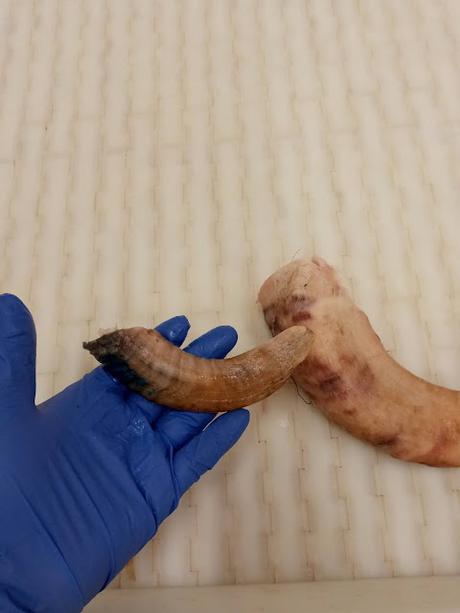 Cuernos oveja islandesa como 