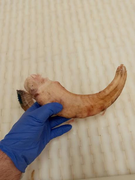 Cuernos oveja islandesa como 