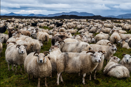 Cuernos oveja islandesa como 