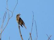 horas esparcimiento pajaril