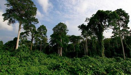 Parque Nacional Gunung Leuser (Sumatra)