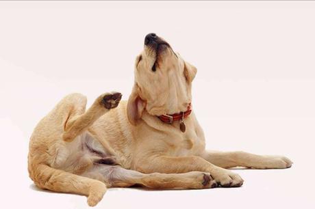 Pienso hipoalergénico para perros, ¿Qué es? Pienso hipoalergénico para perros, ¿Qué es?