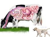 ¿Qué comen perros?