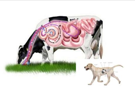 ¿Qué comen los perros? ¿Qué comen los perros?