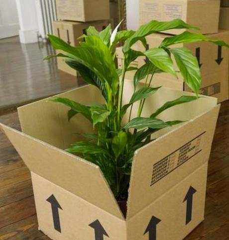 Cómo trasladar tus plantas en una mudanza