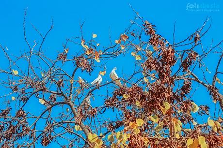 Entre hojas y palomas - Fotografía