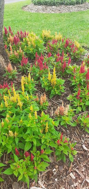 Hermosa costanera de Posada, Misiones