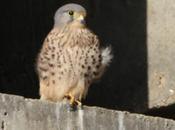 Fotos cernícalo