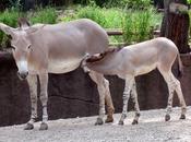 domesticación burro