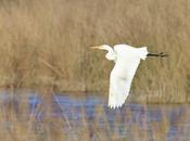 Garzas vuelo