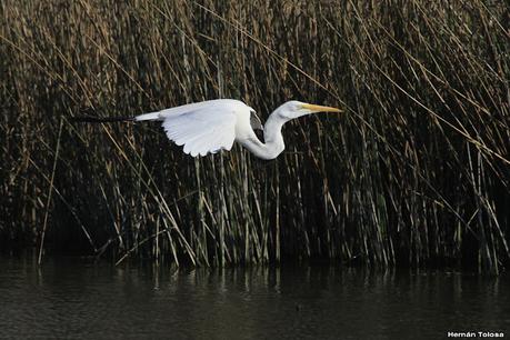 Garzas en vuelo Garzas en vuelo