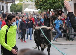 EL TORO DE CUERDA REGRESA A CARCABUEY CON GRAN EXPECTACIÓN EL TORO DE CUERDA REGRESA A CARCABUEY CON GRAN EXPECTACIÓN