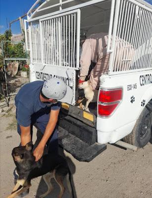 CENTRO DE BIENESTAR ANIMAL DE TEXCOCO REGRESA PERRITOS SANOS A FAMILIAS DE LA RESURRECCIÓN