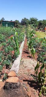 Sembrado de mandioca, en Misiones