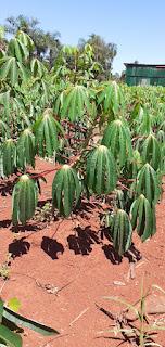 Sembrado de mandioca, en Misiones