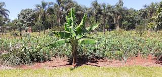 Sembrado de mandioca, en Misiones