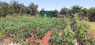 Sembrado de mandioca, en Misiones