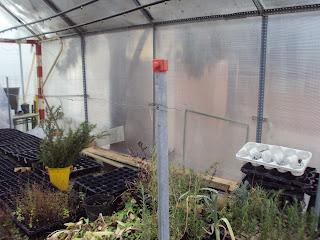 REPRODUCIR LAS PLANTAS. SEMILLAS, ESQUEJES, BULBOS, RIZOMAS. (Segunda parte) REPRODUCIR LAS PLANTAS. SEMILLAS, ESQUEJES, BULBOS, RIZOMAS. (Segunda parte)