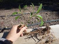 REPRODUCIR LAS PLANTAS. SEMILLAS, ESQUEJES, BULBOS, RIZOMAS. (Segunda parte) REPRODUCIR LAS PLANTAS. SEMILLAS, ESQUEJES, BULBOS, RIZOMAS. (Segunda parte)