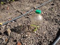 REPRODUCIR LAS PLANTAS. SEMILLAS, ESQUEJES, BULBOS, RIZOMAS. (Segunda parte) REPRODUCIR LAS PLANTAS. SEMILLAS, ESQUEJES, BULBOS, RIZOMAS. (Segunda parte)