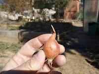 REPRODUCIR LAS PLANTAS. SEMILLAS, ESQUEJES, BULBOS, RIZOMAS. (Segunda parte) REPRODUCIR LAS PLANTAS. SEMILLAS, ESQUEJES, BULBOS, RIZOMAS. (Segunda parte)