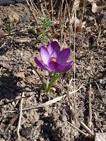 REPRODUCIR LAS PLANTAS. SEMILLAS, ESQUEJES, BULBOS, RIZOMAS. (Segunda parte) REPRODUCIR LAS PLANTAS. SEMILLAS, ESQUEJES, BULBOS, RIZOMAS. (Segunda parte)