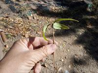 REPRODUCIR LAS PLANTAS. SEMILLAS, ESQUEJES, BULBOS, RIZOMAS. (Segunda parte) REPRODUCIR LAS PLANTAS. SEMILLAS, ESQUEJES, BULBOS, RIZOMAS. (Segunda parte)