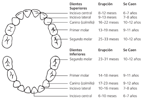 Los dientes de los peques y sus cuidados para que estén sanos Los dientes de los peques y sus cuidados para que estén sanos