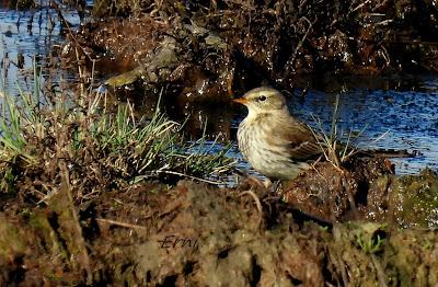 DE LA CAMPIÑA A LA MARISMA