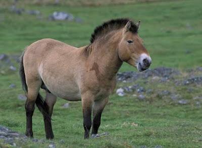 El caballo de Przewalski: viaje de ida y vuelta a la extinción