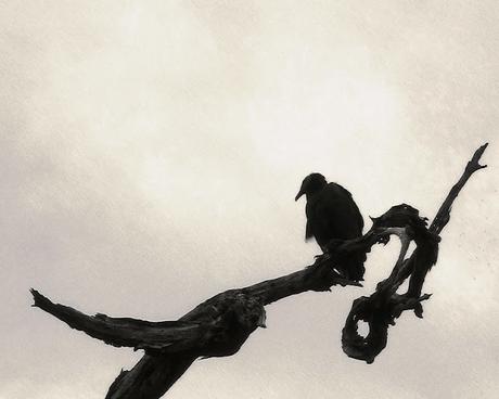 2666 - Roberto Bolaño