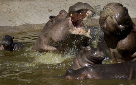 Bélgica: Dos hipopótamos contrajeron Covid-19