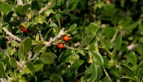 contraindicaciones del oroval