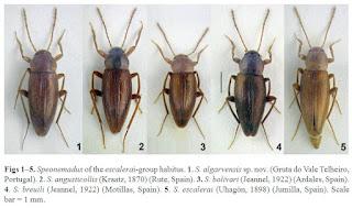 100 años del descubrimiento de nuevas especies en cuevas andaluzas