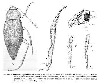 100 años del descubrimiento de nuevas especies en cuevas andaluzas