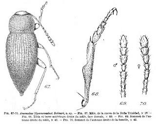 100 años del descubrimiento de nuevas especies en cuevas andaluzas