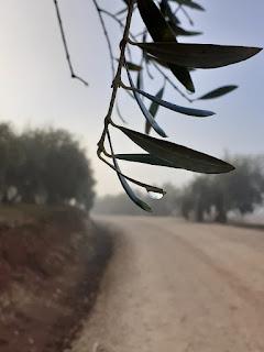 El don de la belleza